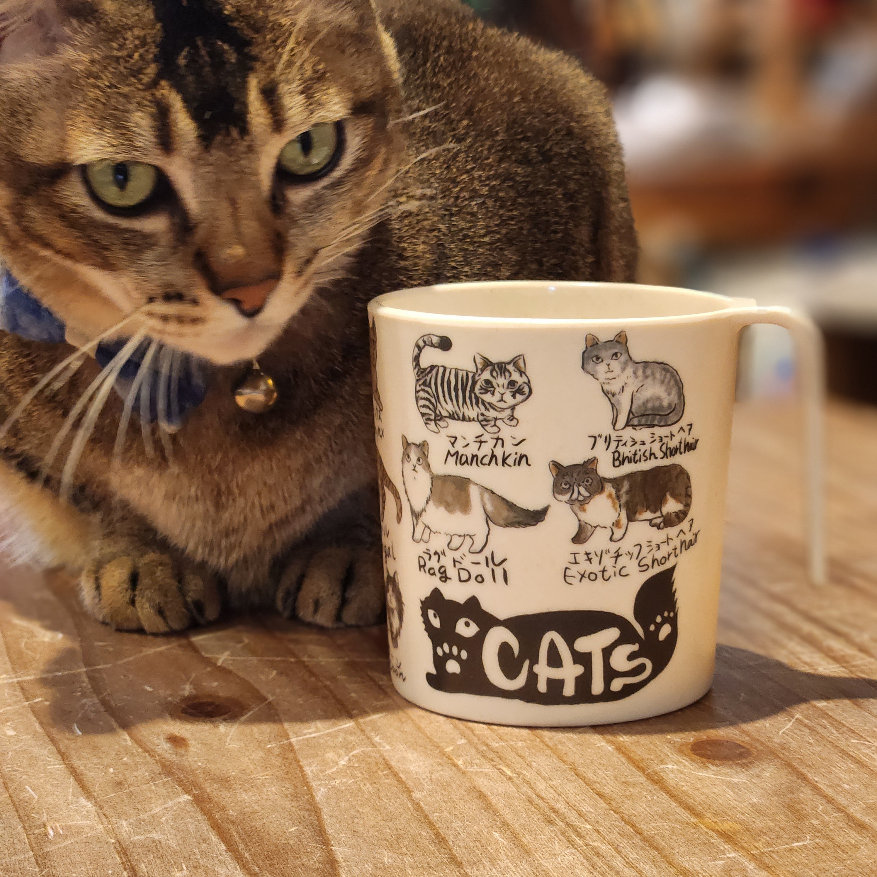 All The Cats Bamboo Mug