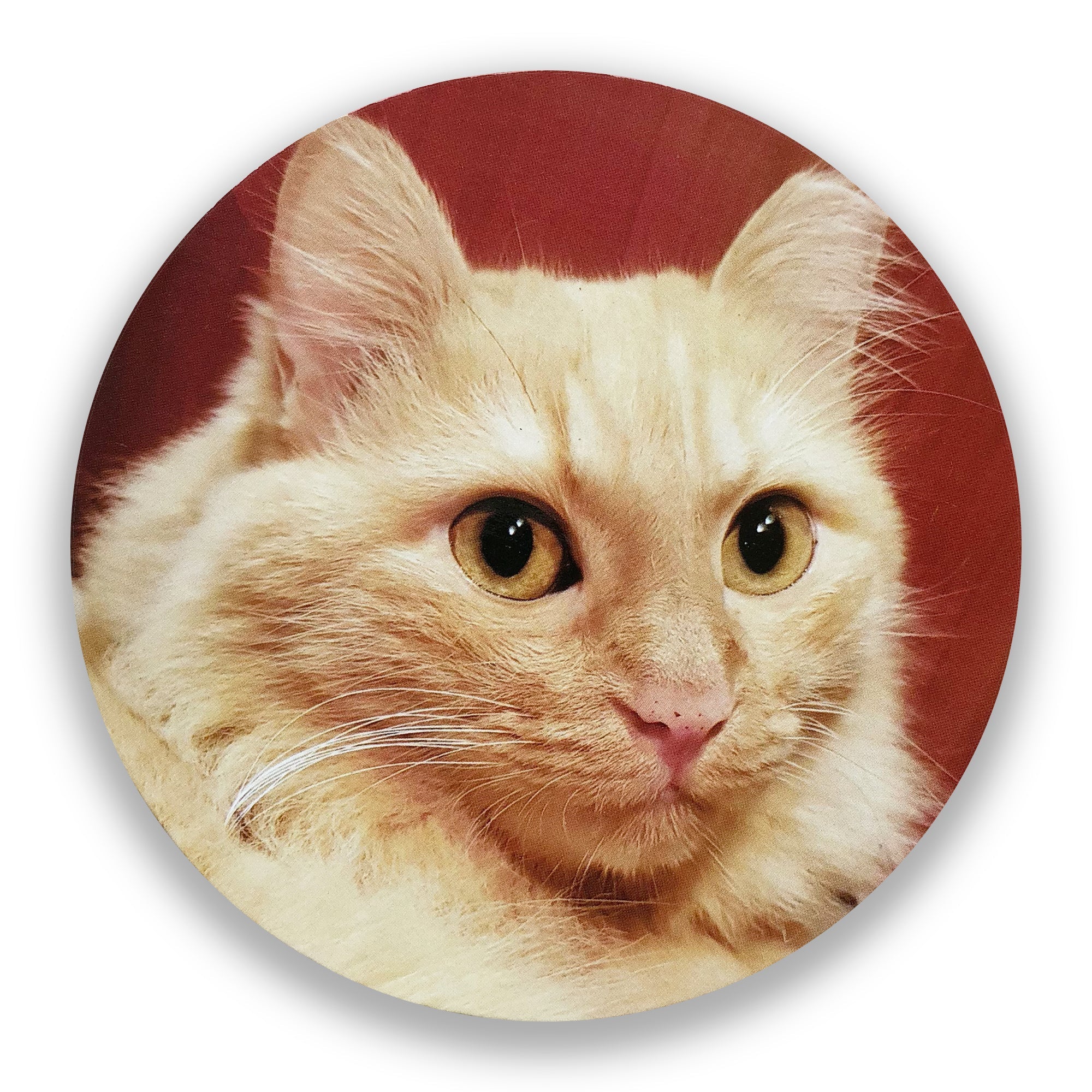 Cats of Cat Socrates Coasters
