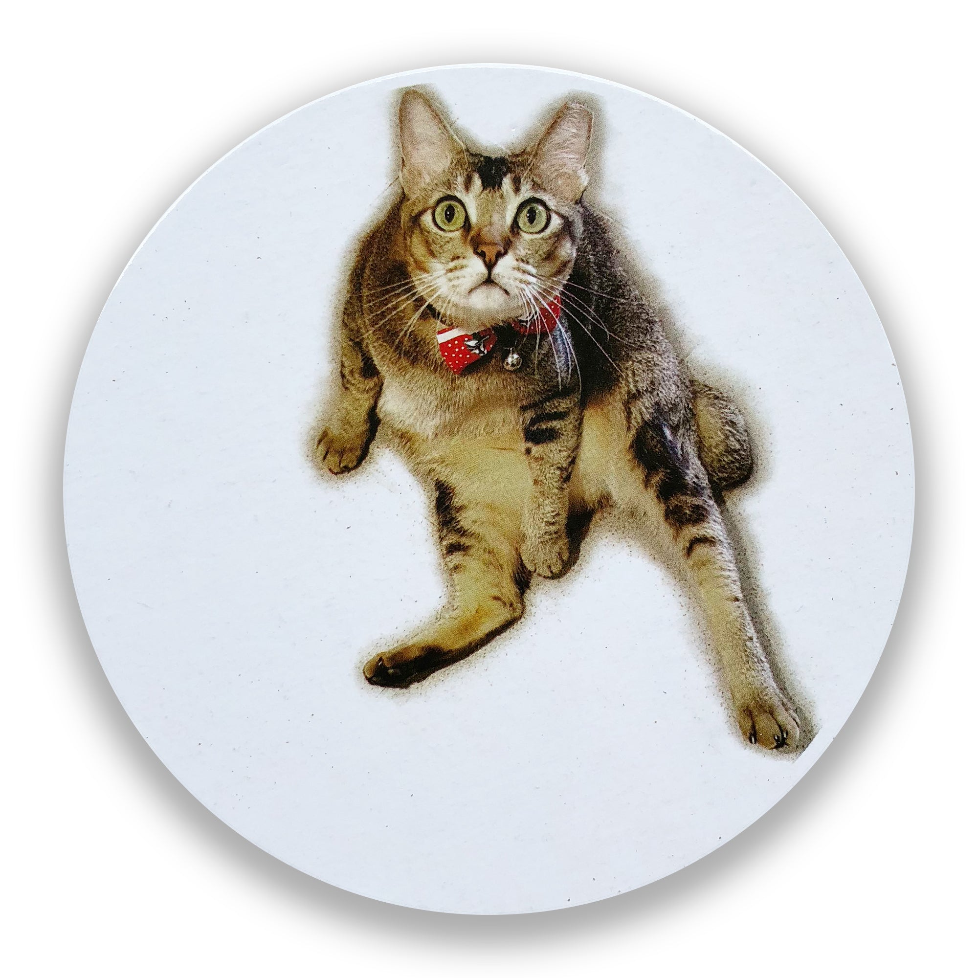 Cats of Cat Socrates Coasters